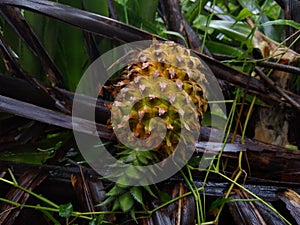 TheÂ pineapple (Ananas comosus), edible fruits